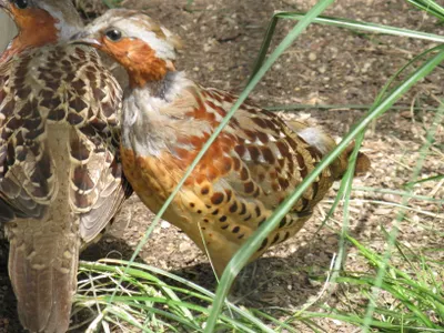 Tierpatenschaft Chinesisches Bambushuhn