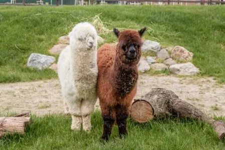 Gutschein Alpakaführung für 2 Pers.