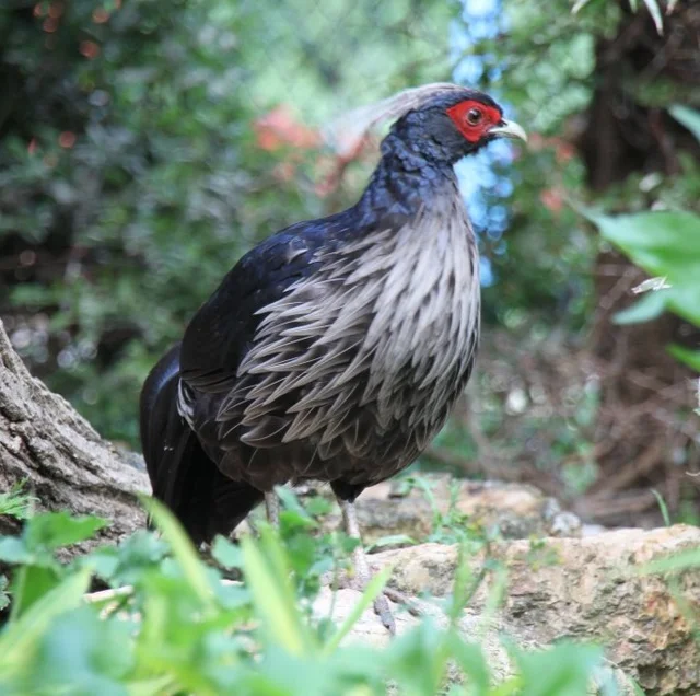 Tierpatenschaft Weißhaubenfasan