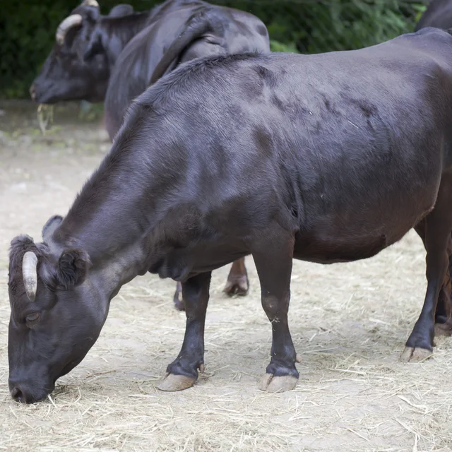 Tierpatenschaft Dahomeyrind