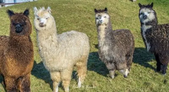 Gutschein Alpakaführung für 6 Pers.