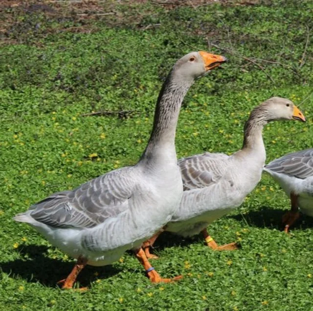 Tierpatenschaft Steinbacher Kampfgans