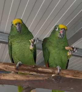 Patenschaft Amazonen