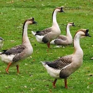 Tierpatenschaft Höckergans