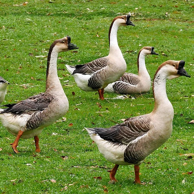 Tierpatenschaft Höckergans
