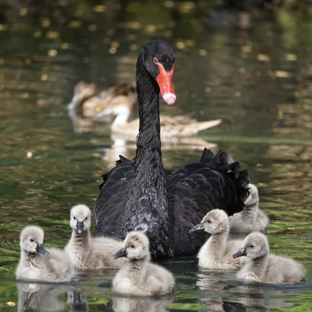 Tierpatenschaft Trauerschwan
