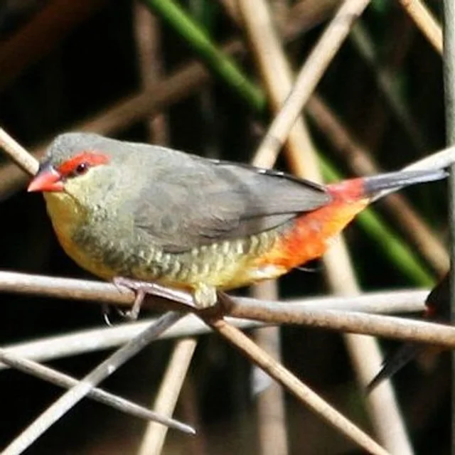 Tierpatenschaft Goldbrüstchen