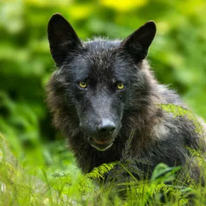 Patenschaft Plus Timber