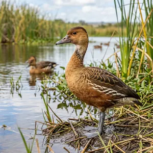 Tierpatenschaft Gelbe Pfeifgans
