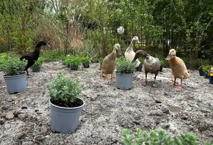 Patenschaft Laufenten