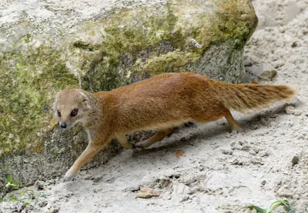 Patenschaft Fuchsmangusten