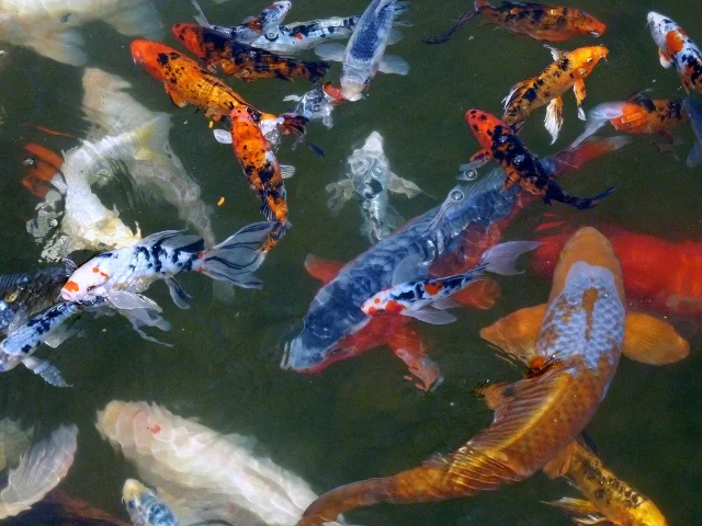 Patenschaft Koi-Karpfen