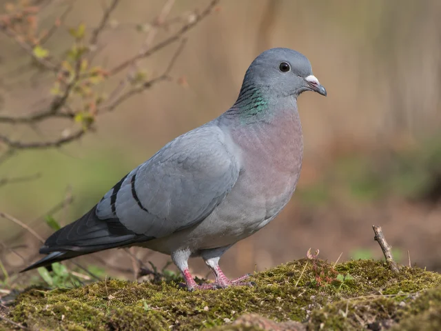 Tierpatenschaft Hohltaube