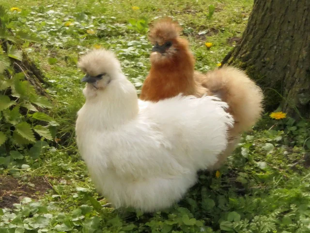 Tierpatenschaft Seidenhuhn