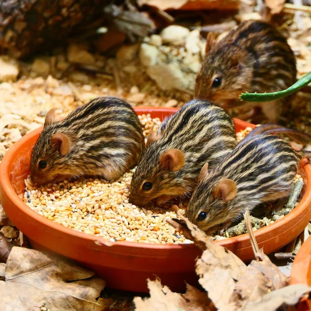 Tierpatenschaft Vielstreifen-Grasmaus