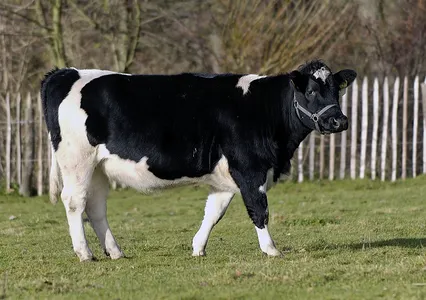 Patenschaft Schwarzbuntes Niederungsrind