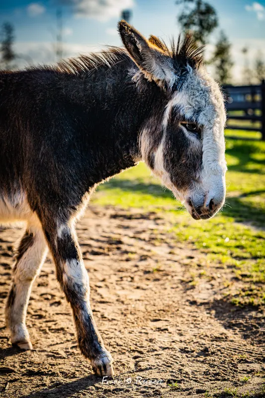 Patenschaft Karlotta