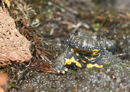 Patenschaft Aquarientiere