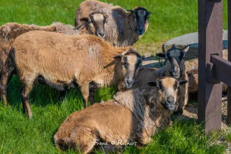 Patenschaft Kamerunschafe