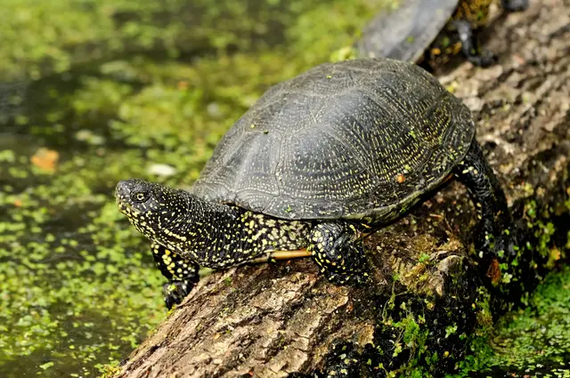 Patenschaft Europäische Sumpfschildkröte