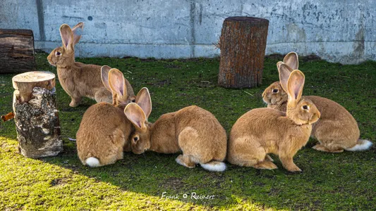 Patenschaft Kaninchen