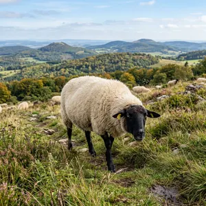 Tierpatenschaft Rhönschaf