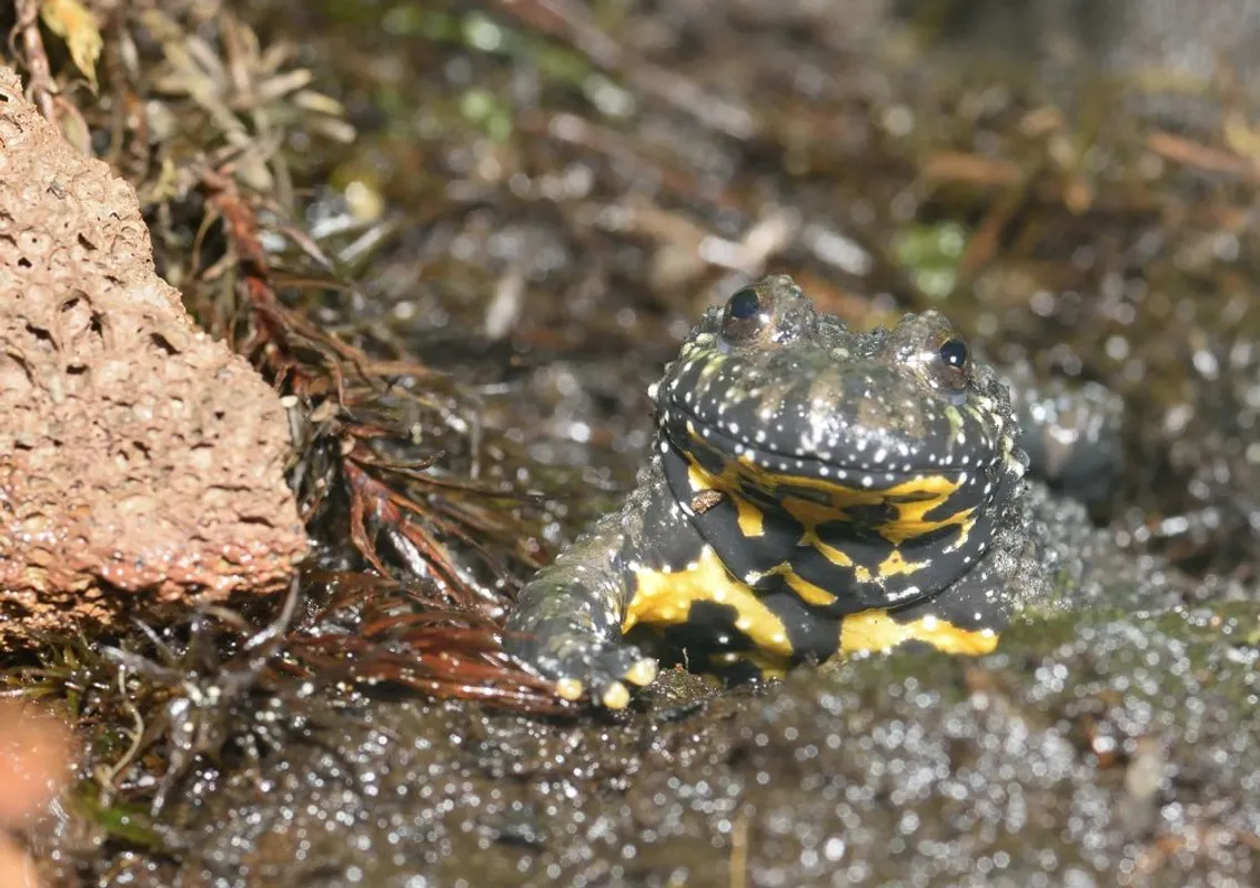 Patenschaft Aquarientiere