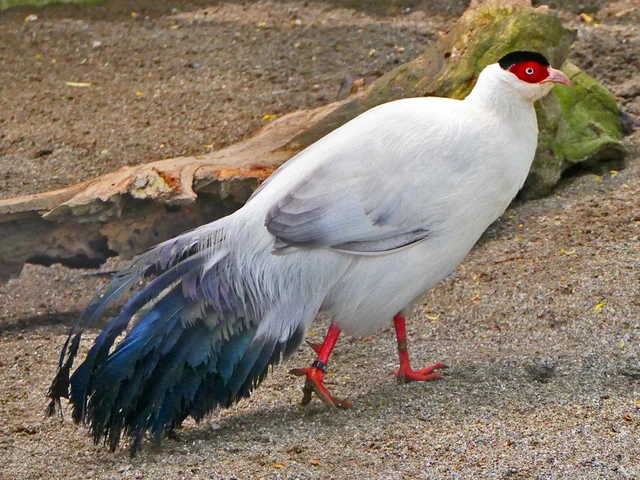 Tierpatenschaft Weißer Ohrfasan