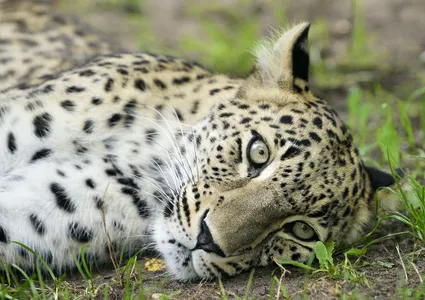 Patenschaft Leoparden